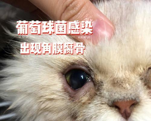 如何正确地给宠物猫咪涂眼膏（全面了解猫咪的眼部疾病和涂眼膏的方法）