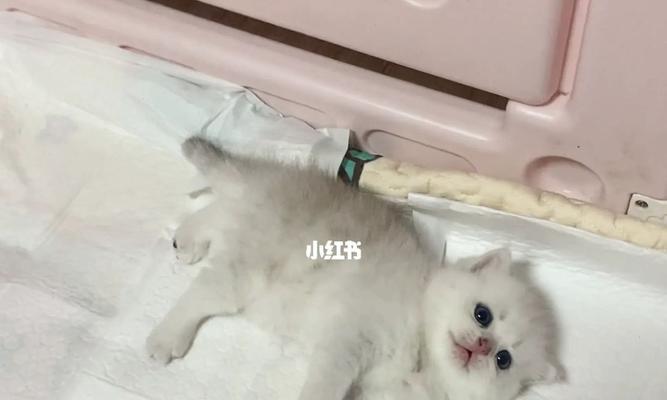 如何判断猫咪的年龄（以猫咪的生长阶段和特征为依据）