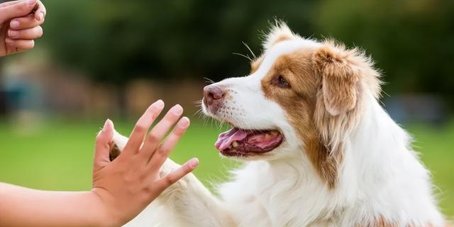 如何让你的爱犬不再臭气熏天（宠物主人必知）