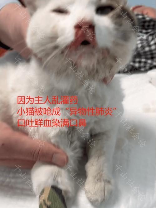 如何判断宠物猫生病（从行为、食欲、体温等方面察觉异常）