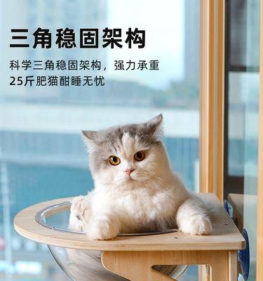 宠物猫如何不再跑阳台（以细节为关键）