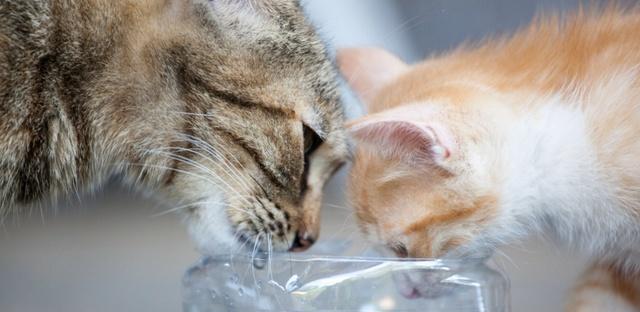 如何让宠物猫咪爱上喝水（有效提高猫咪饮水量）