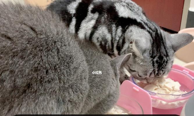 如何让宠物猫咪爱上喝水（有效提高猫咪饮水量）