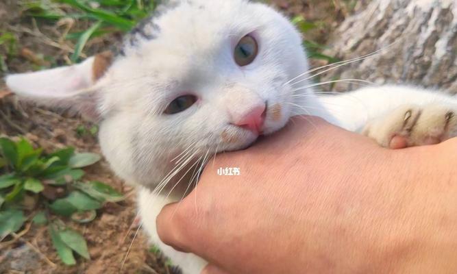 猫咪抓人（以宠物为主）