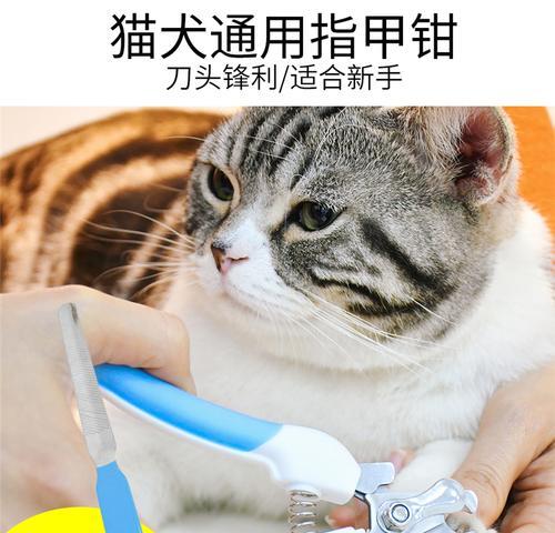 掌握正确的技巧让猫咪轻松剪指甲（掌握正确的技巧让猫咪轻松剪指甲）