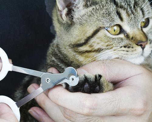 掌握正确的技巧让猫咪轻松剪指甲（掌握正确的技巧让猫咪轻松剪指甲）