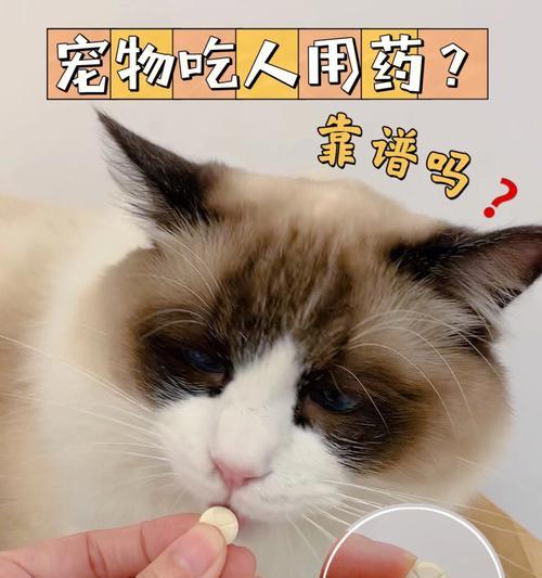 如何正确给猫咪喂药不吐（宠物的健康需要正确的喂药方法）