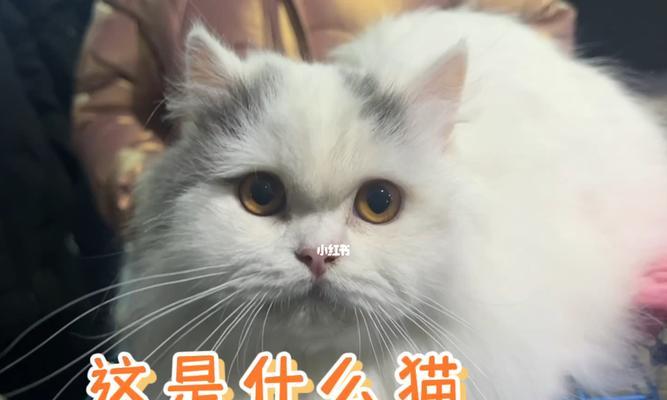 如何吸引小猫过来（宠物猫喜欢什么）