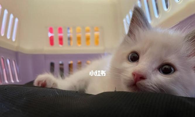 如何选择温顺可爱的宠物猫（用心挑选猫咪）