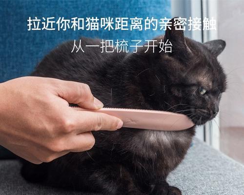 如何训练猫咪舔毛（从宠物的角度出发）