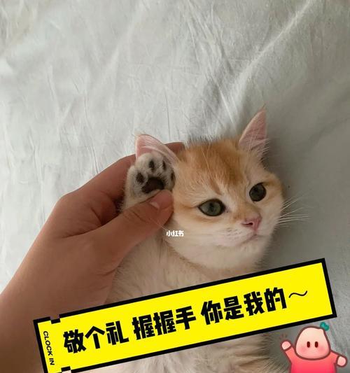 如何训练小猫握手（快速培养宠物小猫握手的技巧）