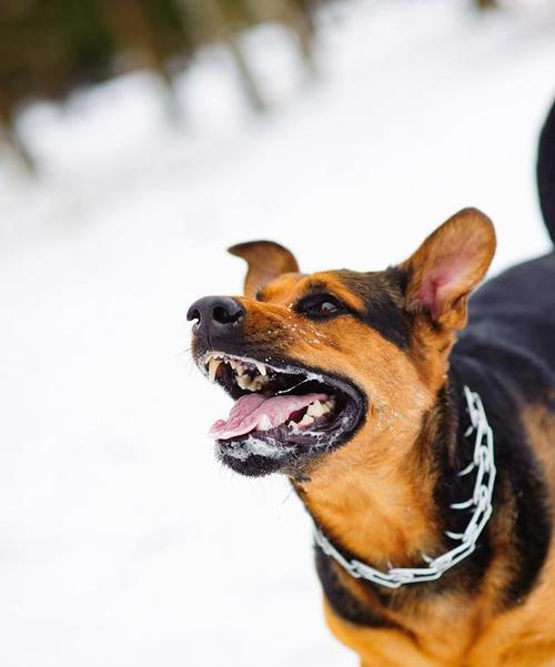 如何识别狂犬狗（宠物养护知识——保护你和你的宠物）