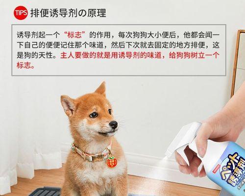 小猫拉屎的正确方法（让你的宠物健康生活）