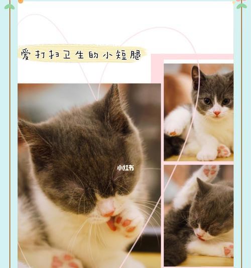 小猫如何正确排尿（以宠物为主）