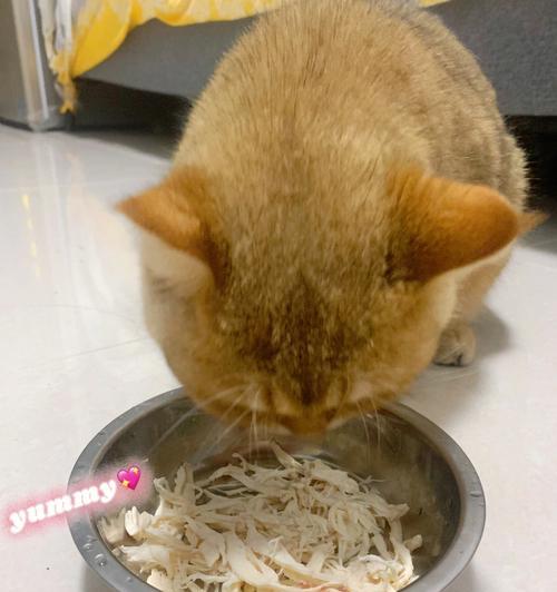 用猪肉为宠物猫制作美味的猫饭（以健康和营养为宠物猫考虑的猪肉饭配方）