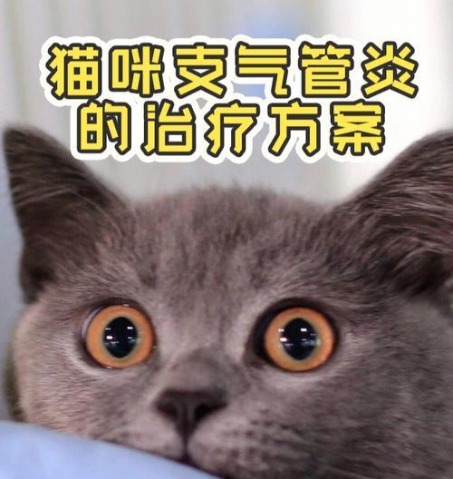 如何识别猫气管炎（宠物护理必备技能）