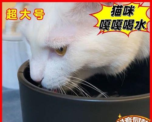 猫咪管教必备之不让猫咪乱跑（宠物猫咪的行为管理技巧）