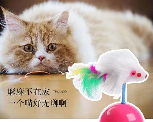 猫咪管教必备之不让猫咪乱跑（宠物猫咪的行为管理技巧）