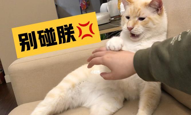 如何教育宠物猫正确舔屁股（小猫的屁股清洁怎样教育）