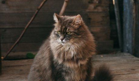 让你的宠物猫咪拥有良好食欲（如何从饮食、环境、健康等方面提高猫咪的食欲）