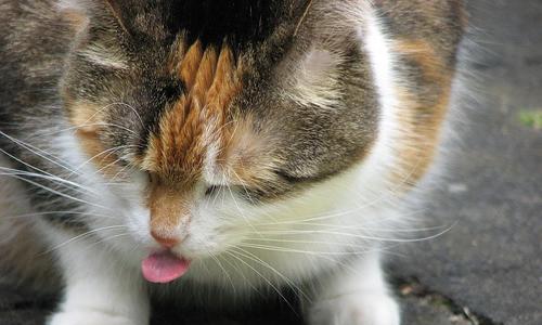 让你的宠物猫咪拥有良好食欲（如何从饮食、环境、健康等方面提高猫咪的食欲）