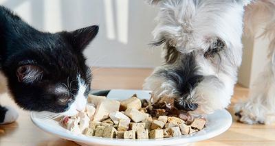 小猫挑食（宠物健康饮食的重要性与提高小猫食欲的技巧）