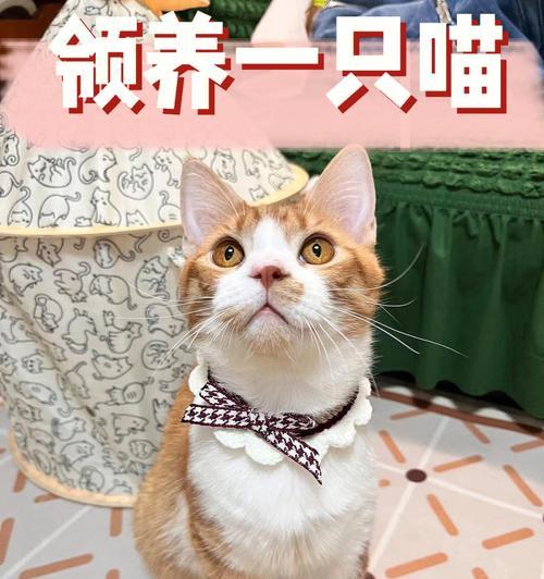 小猫才死，还能救活吗（宠物抢救的正确方法与注意事项）