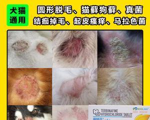 小猫长癣了怎么办（宠物疾病防治）