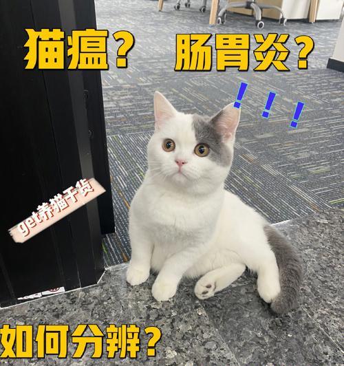 小猫肠胃炎的调养秘籍（宠物养护之道）