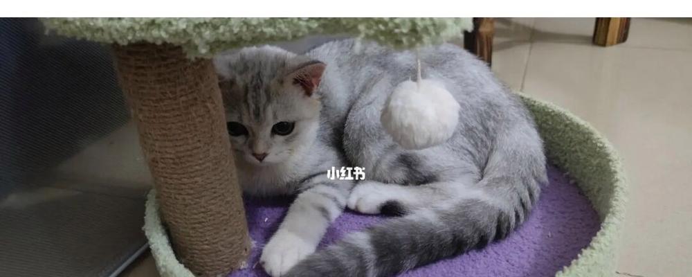 小猫自己吃喝的年龄（宠物猫的成长必备指南）