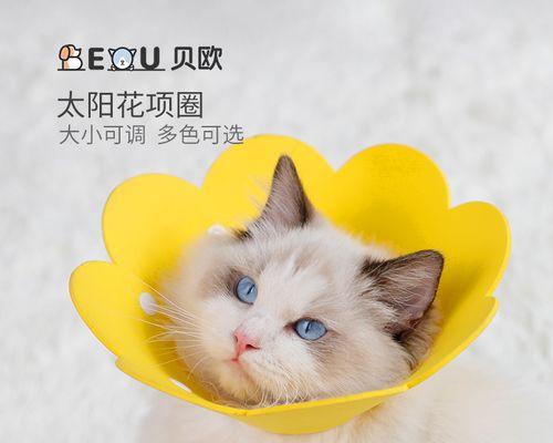 DIY小猫防舔头套，让宠物不再受伤（手工制作小猫防舔头套）