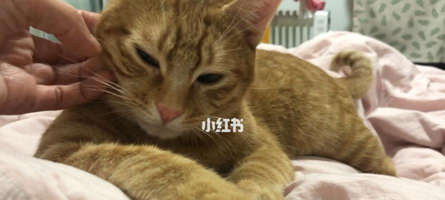 小猫呼噜声的注意事项（宠物主人必看）