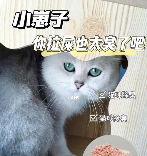 小猫拉屎出血怎么办（为你的宠物提供最好的治疗方法）