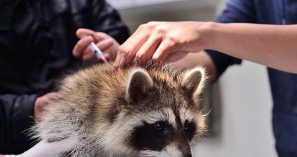 小猫体温高，狂犬病警钟已经响起（了解狂犬病）