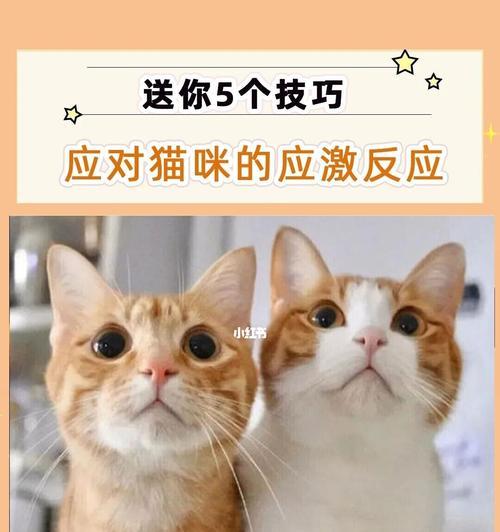 探究小猫先天不足的原因（从宠物角度看先天缺陷的成因与应对）