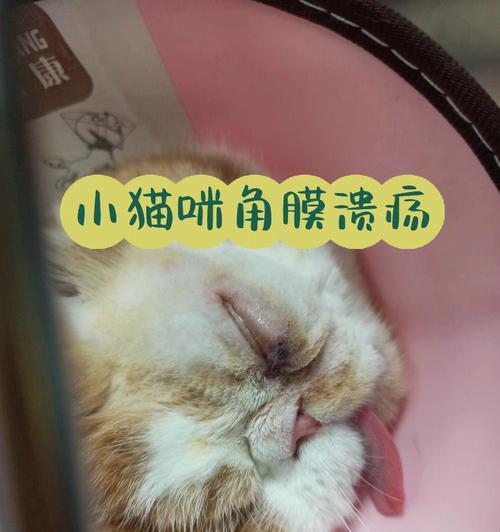 揭秘猫咪眼溃烂（以宠物为主）