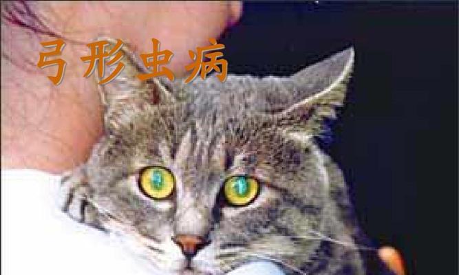 猫咪弓形虫治疗全攻略（宠物护理知识分享）