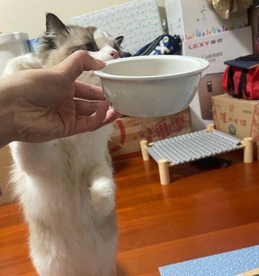 宠物猫总是饿怎么办（解决猫咪整天求食的方法）