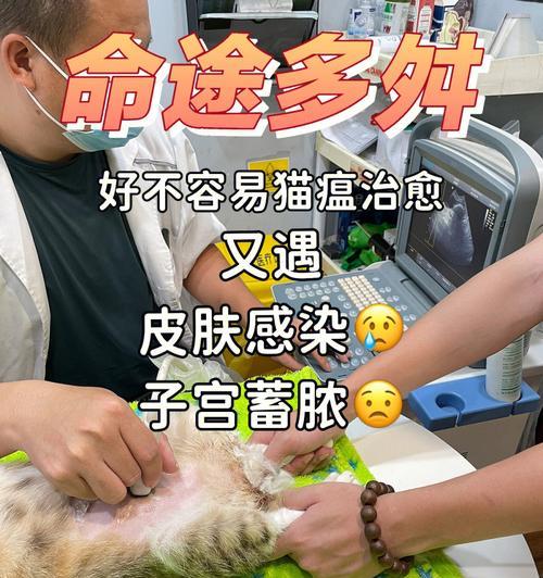 猫咪子宫蓄脓的症状、原因及治疗方法（了解猫咪子宫蓄脓）