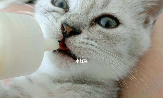 七周小猫能否喝牛奶（探究宠物喝牛奶的利弊）