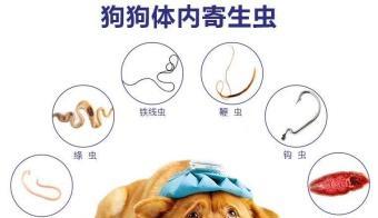 犬巴贝斯虫病治疗方法全解析（让宠物远离巴贝斯虫病）