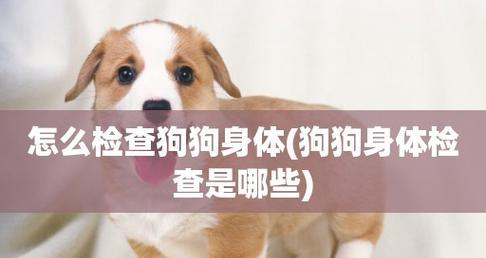 犬瘟热病毒传播渠道揭秘（宠物养护必读）