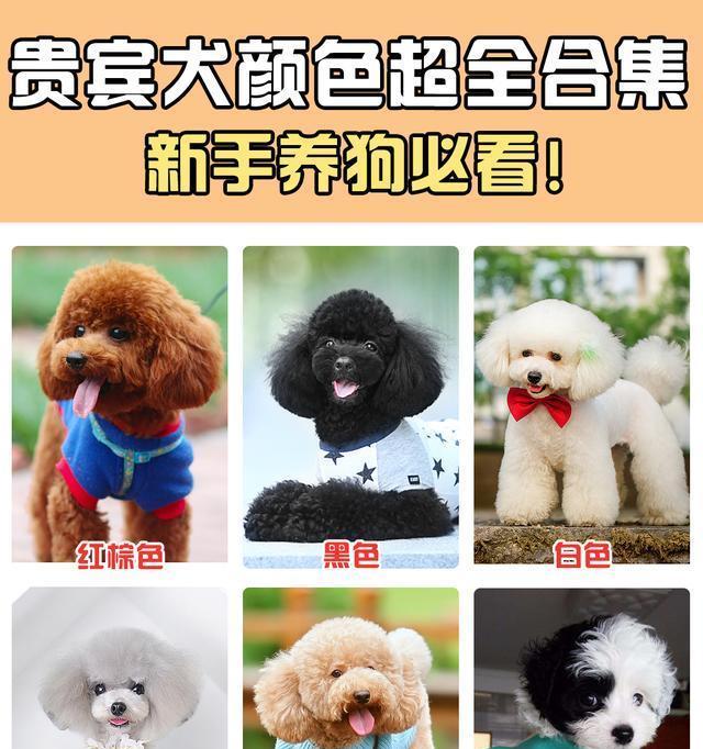 泰迪犬最爱玩的颜色是什么（揭秘泰迪犬的玩具喜好与心理需求）