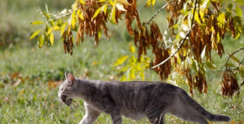 小猫与大猫的游戏乐趣（探究猫咪间的游戏习惯和社交行为）