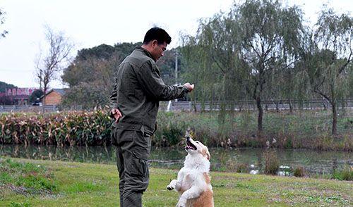 为什么狗喜欢扑陌生人（探究狗扑人的原因以及如何正确应对）