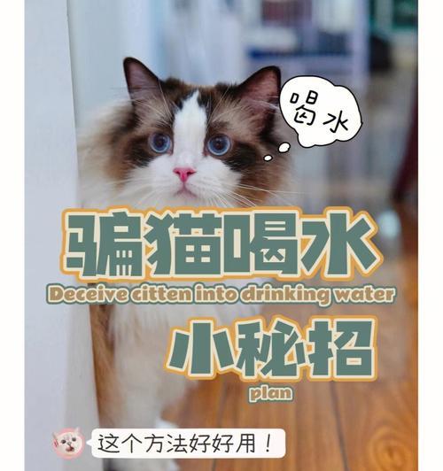 猫的饮水之谜（探究猫咪喝水习惯和身体特性）