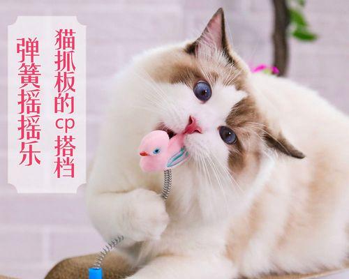 猫咪玩为何要互相咬（探寻猫咪咬人游戏的原因与意义）