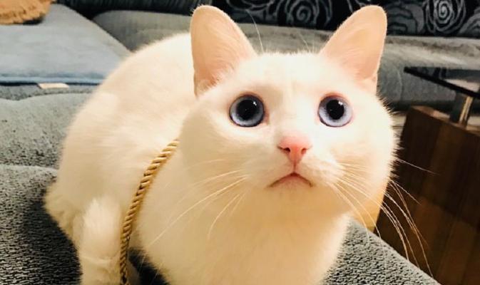 初养小猫，如何喂养（1个月的小猫需要吃什么）