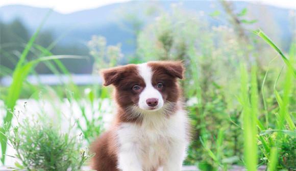 选购边境牧羊犬需知（了解价格）