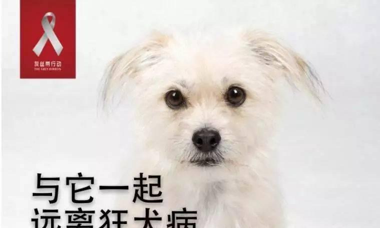 狂犬育苗后，狗狗为什么会掉毛（疫苗副作用）